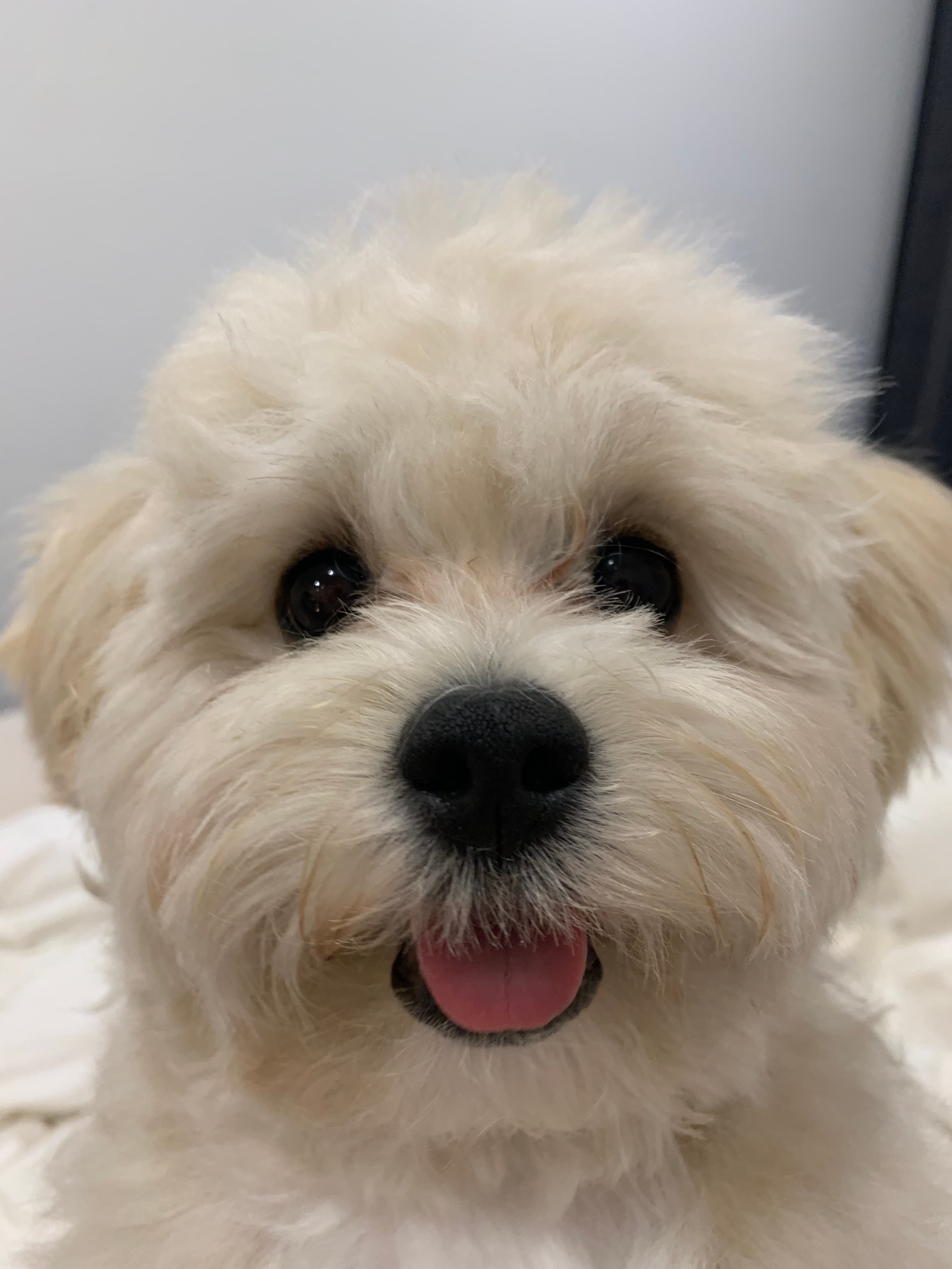 My dog